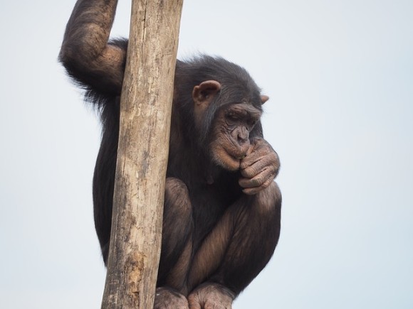 chimpanzee-830524_640_e