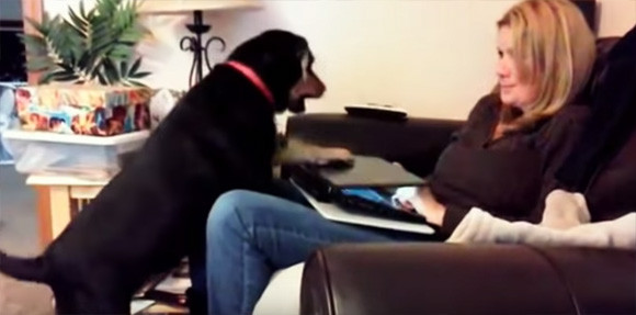 犬は飼い主にかまって欲しいときどんな態度をとるのか 面白映像総集編 カラパイア 犬は飼い主にかまって欲しいときどんな態度をとるのか 面白映像総集編 カラパイア