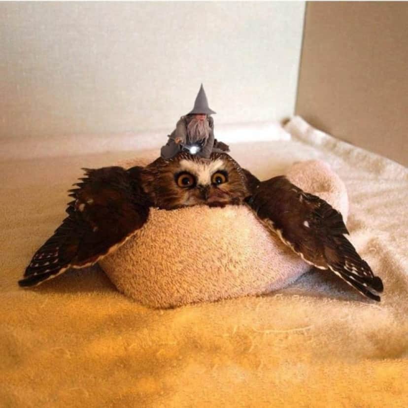羽を広げてリラックスしているフクロウがかわいいのでコラ職人がんばる カラパイア 羽を広げてリラックスしているフクロウがかわいいのでコラ職人がんばる カラパイア