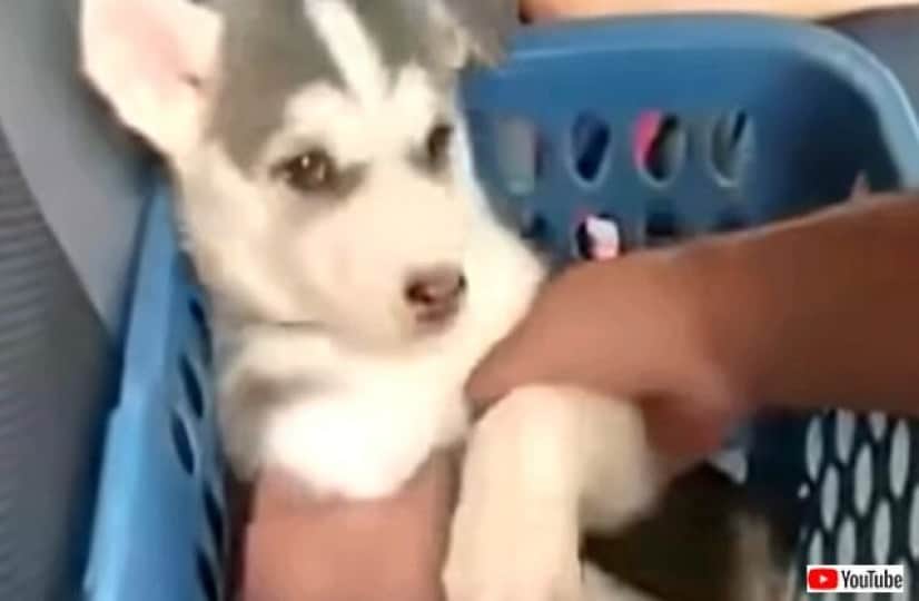 puppy5_640
