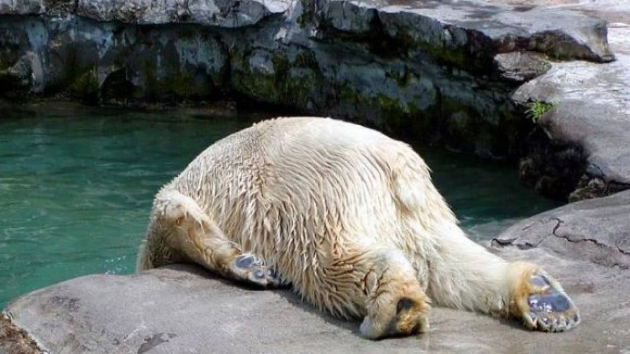 片っ端から試してみる 世界15か国の二日酔い対処方法 カラパイア 片っ端から試してみる 世界15か国の二日酔い対処方法 カラパイア