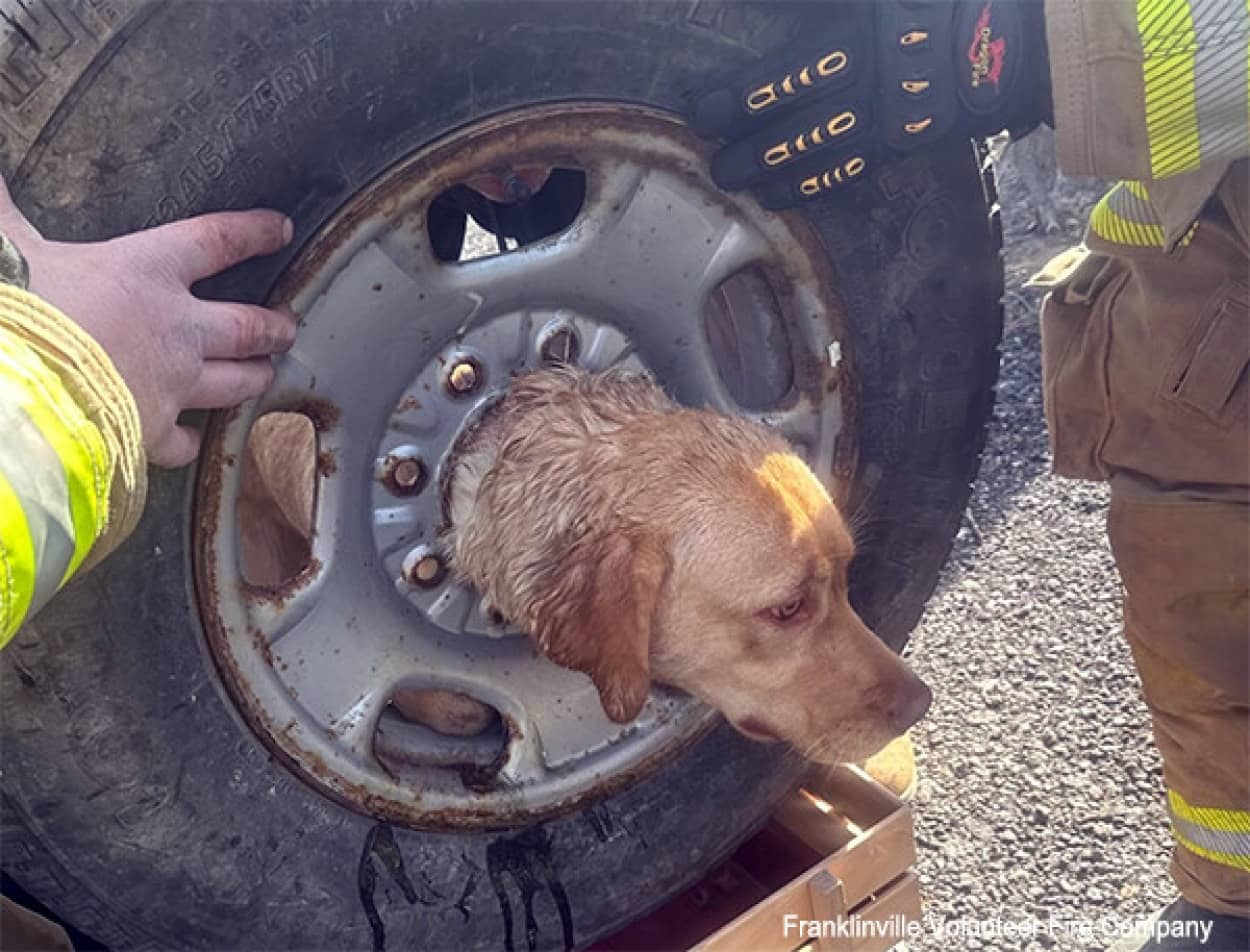 犬がタイヤに頭をはさめてしまい消防隊員が救出