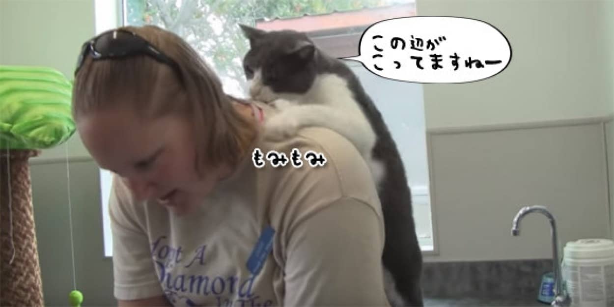 猫村さんは存在した ナデナデするとお礼に背中をマッサージしてくれる猫 カラパイア 猫村さんは存在した ナデナデするとお礼に背中をマッサージしてくれる猫 カラパイア
