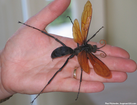 tarantulahawk-large