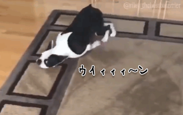 新しいカーペットが好きすぎて掃除機と化す犬