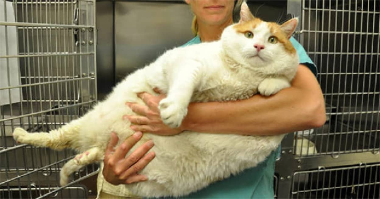 重さ18キロ 世界最重量級の猫のダイエット大作戦 アメリカ カラパイア 重さ18キロ 世界最重量級の猫のダイエット大作戦 アメリカ カラパイア
