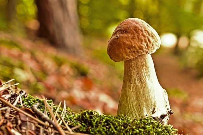 mushroom-4644574_640