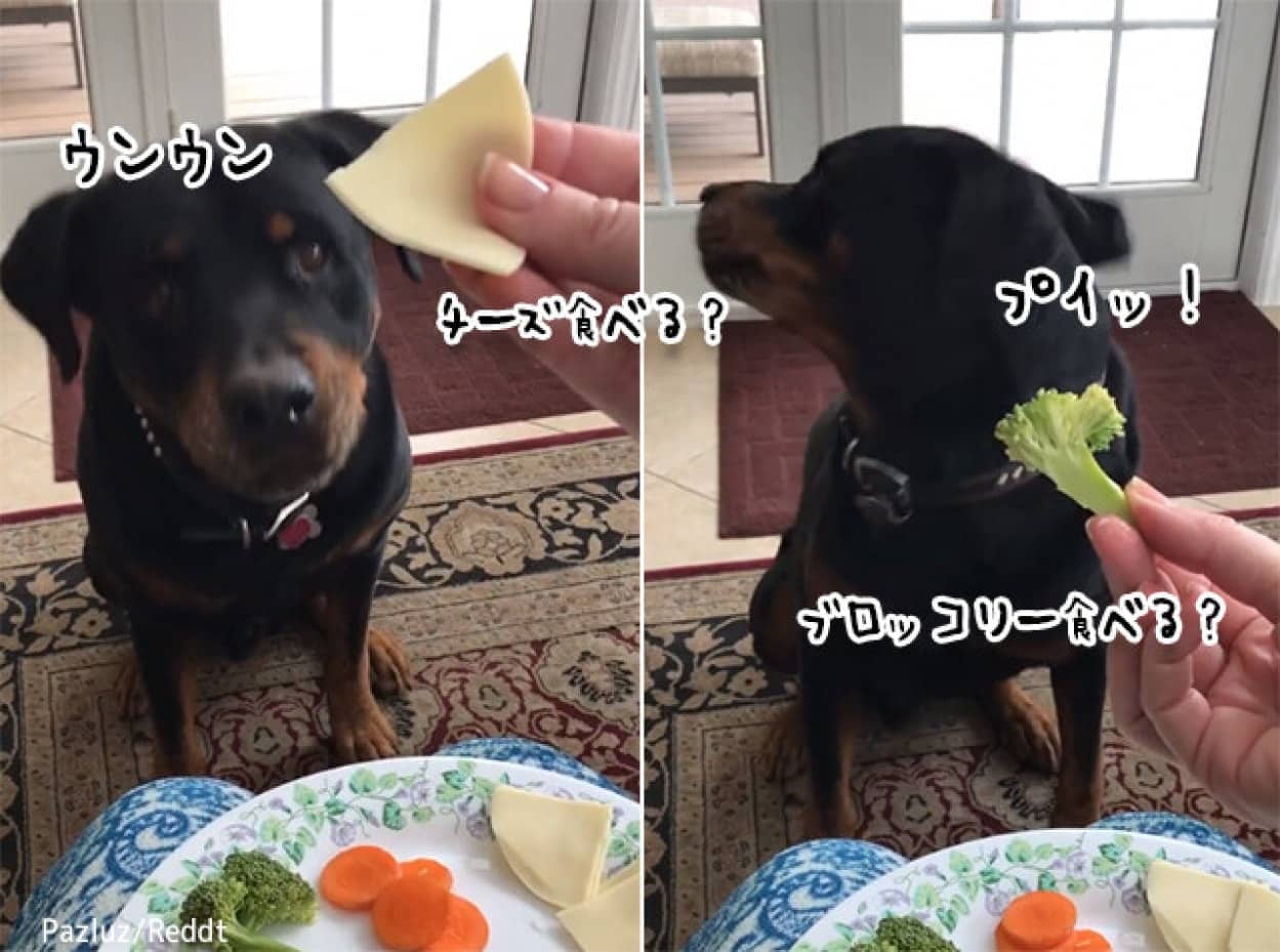 野菜嫌いの犬、差し出されると全力拒否の呼吸