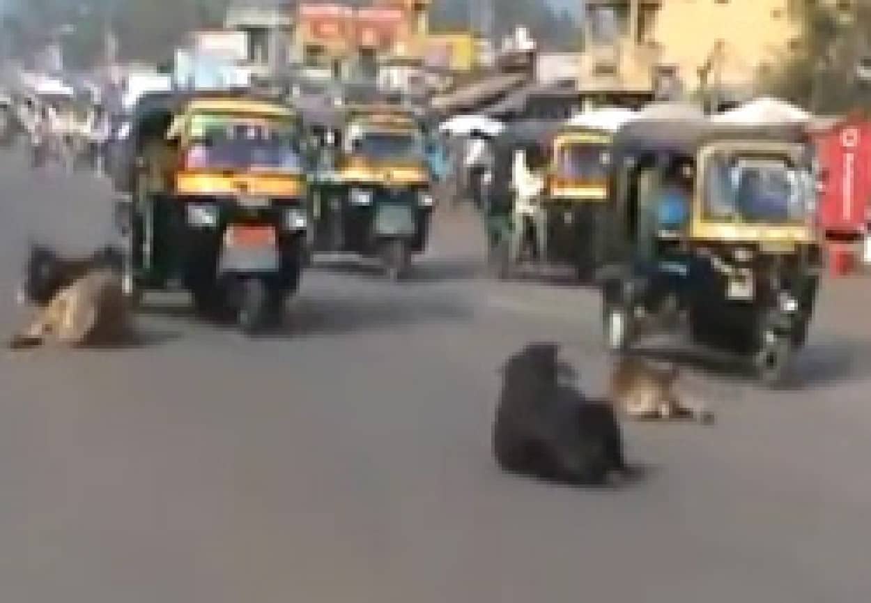 道路は休憩所 轢くに轢けないインドのノラ牛たちが占拠する交通事情 カラパイア