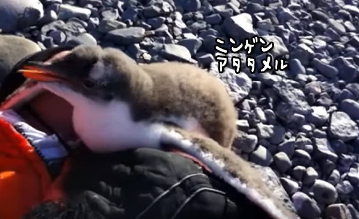 ペンギンの赤ちゃん はじめての人間 まずは温めてみる カラパイア