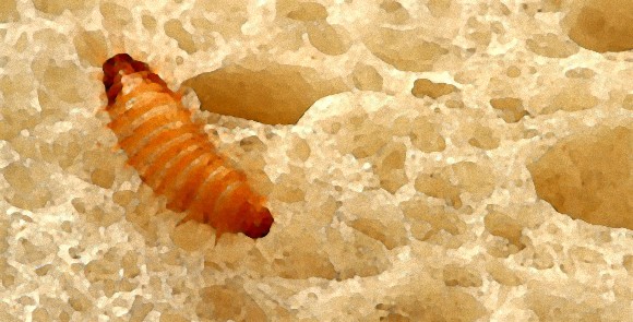 知らずに食べていることもある 身近な食品の中に潜む10の虫 昆虫注意 カラパイア