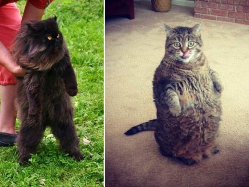 standing-cats9_e