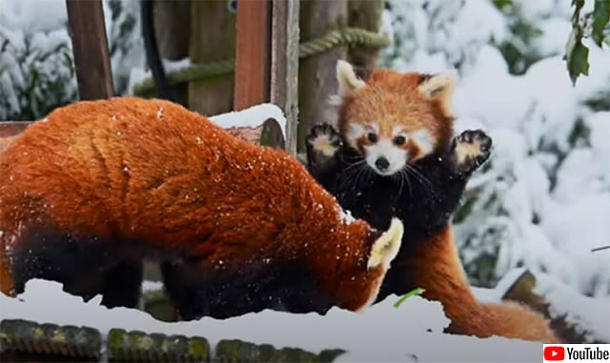 レッドパンダの子、初めての雪