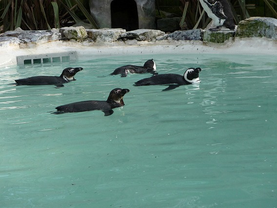 synchronized swimming animals 7