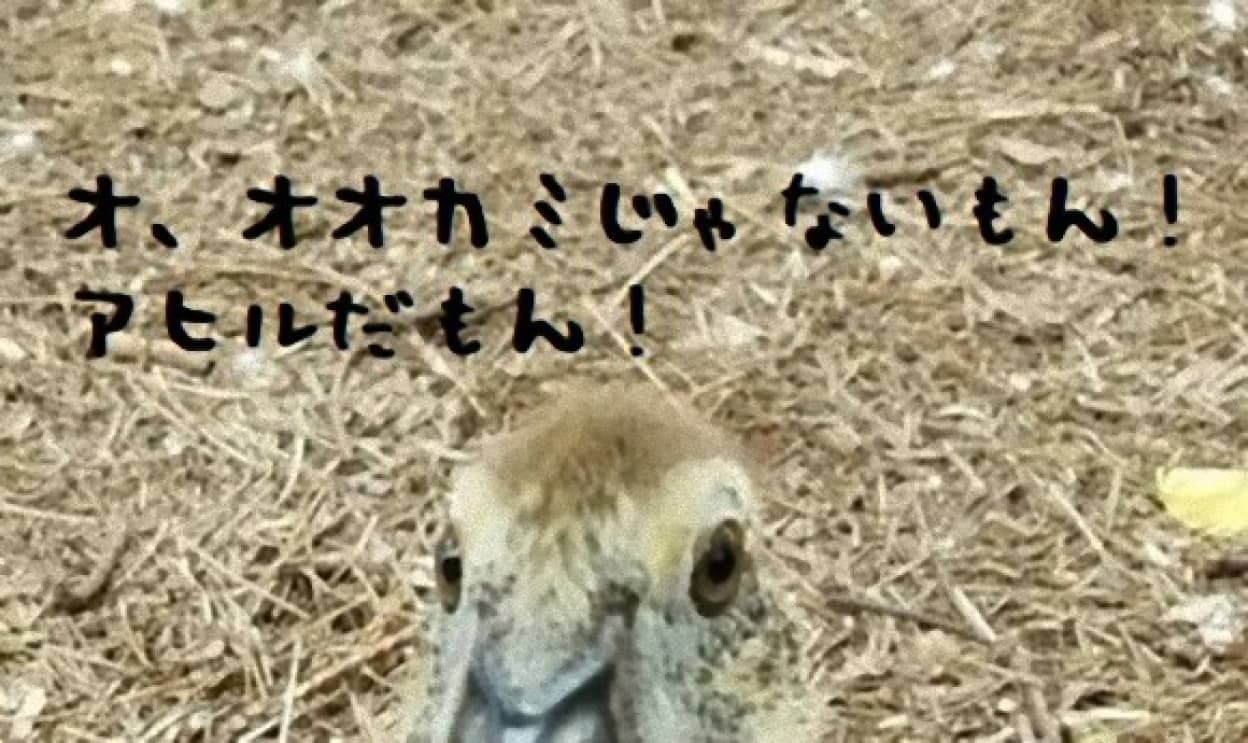 ookami1_e