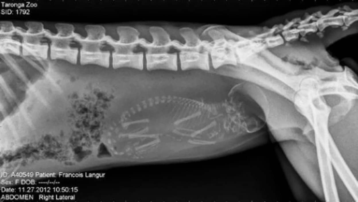動物たちの妊娠中のお腹の中ってどうなってるの 15のレントゲン写真 カラパイア 動物たちの妊娠中のお腹の中ってどうなってるの 15のレントゲン写真 カラパイア