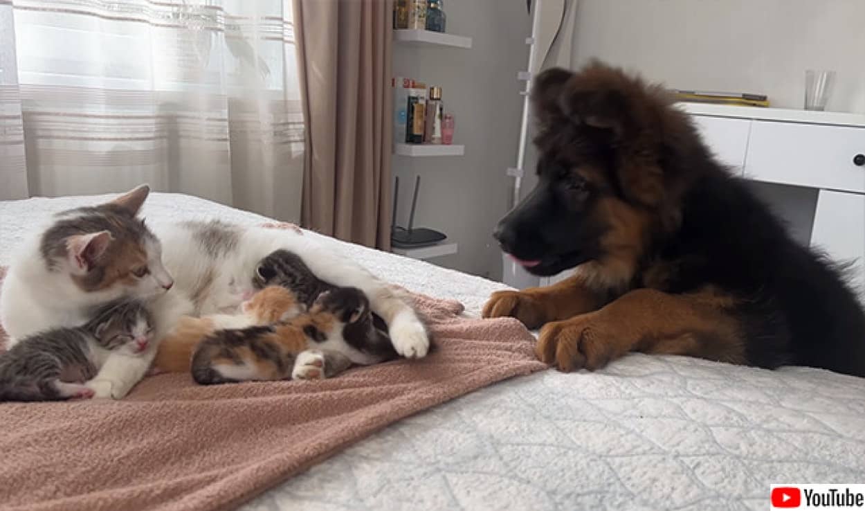 ジャーマンシェパードと猫の親子