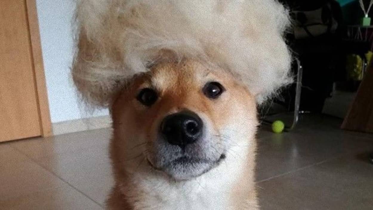 虚無的な表情がこれまたいい 抜けた被毛でウィッグをかぶった柴犬が話題に カラパイア 虚無的な表情がこれまたいい 抜けた被毛でウィッグをかぶった柴犬が話題に カラパイア