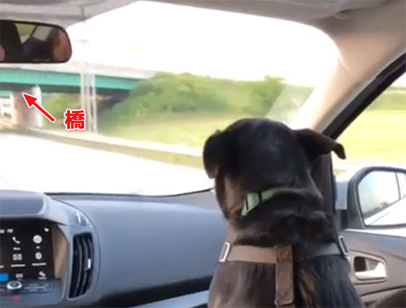 車で陸橋をくぐる時、車内に乗っていた犬の反応がかわいすぎた