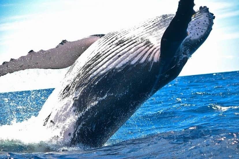 シロナガスクジラ