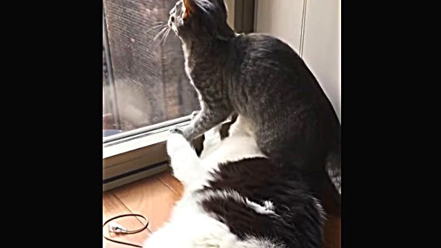 catcat4