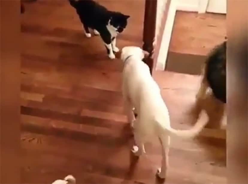 これほどまでだったのか 猫パンチの攻撃力の高さに犬が回転する カラパイア これほどまでだったのか 猫パンチの攻撃力の高さに犬が回転する カラパイア