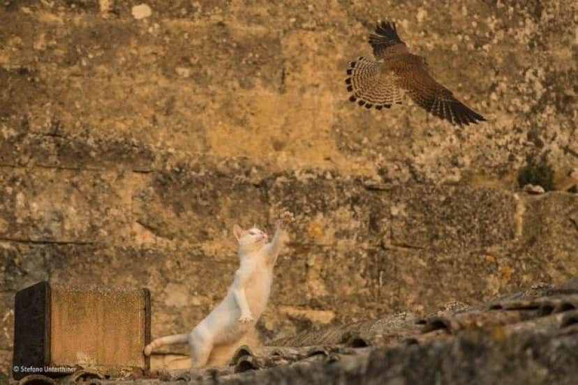 wildlife-photographer-of-the-year-2017-49e