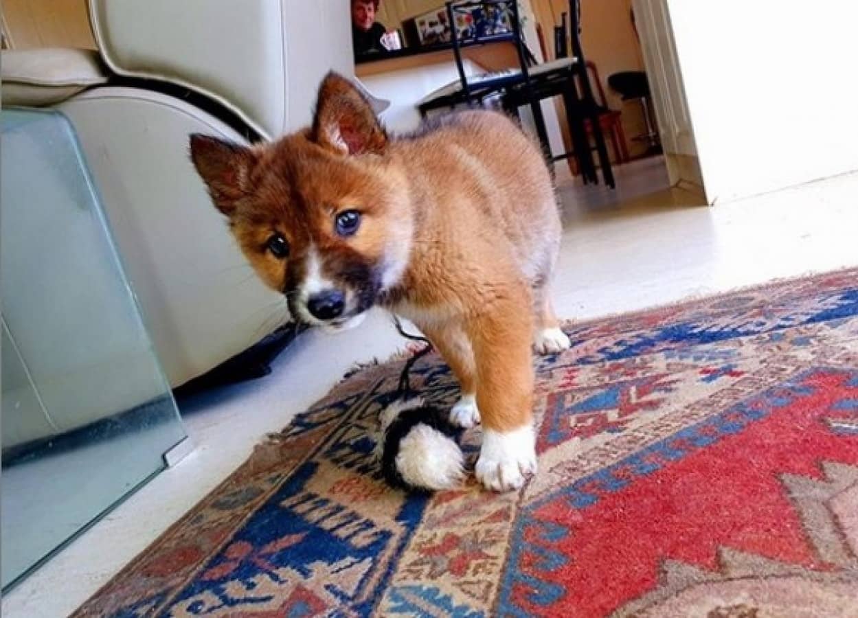 犬 キツネ いいえ ディンゴです 民家の裏庭に絶滅危惧種の子ディンゴがひょっこりあらわれる オーストラリア カラパイア