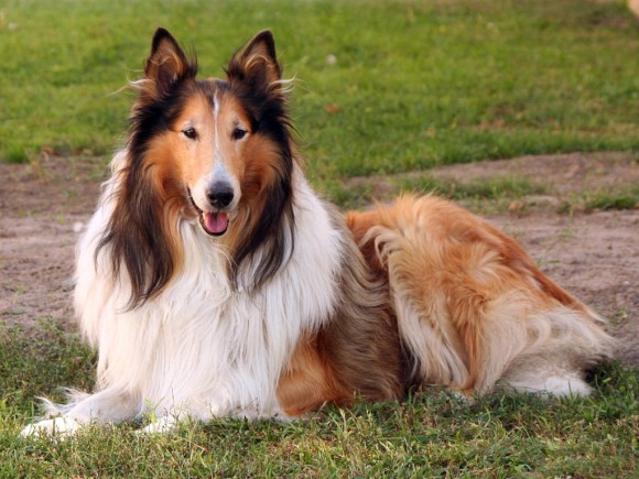 もし子供の為に犬を飼うなら ふさわしい犬種ベスト10 カラパイア