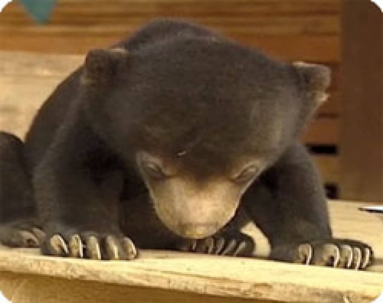 小熊 パトラッシュ なんだかとっても眠いんだ カラパイア 小熊 パトラッシュ なんだかとっても眠いんだ カラパイア