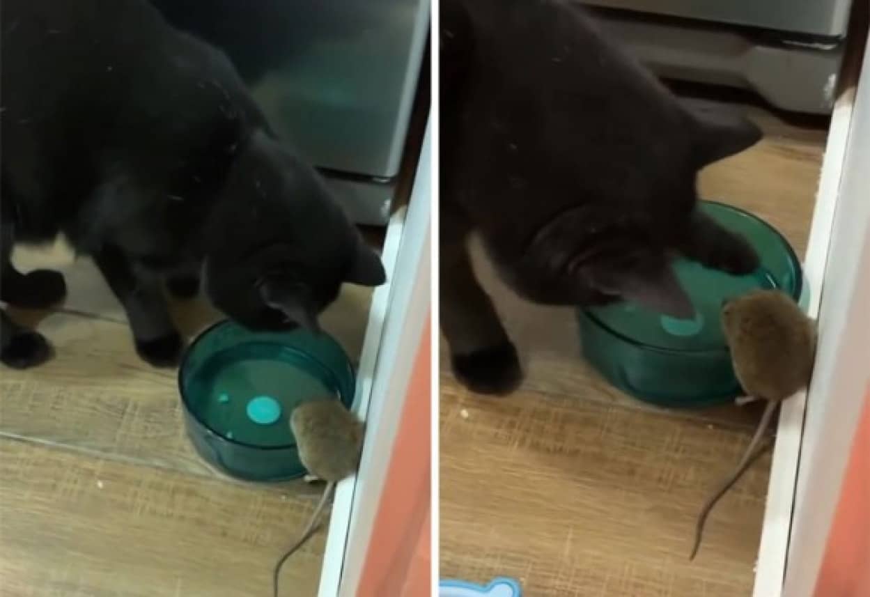 飼い猫が家に入り込んだネズミと仲良く同じ皿で水を飲む