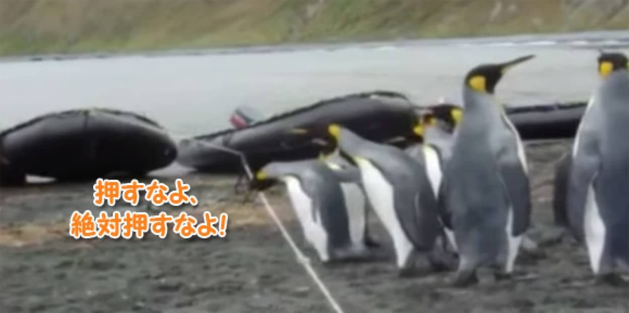 ペンギンがロ プに興味を持った 渡れる 渡れる ほのぼのコントが展開される カラパイア