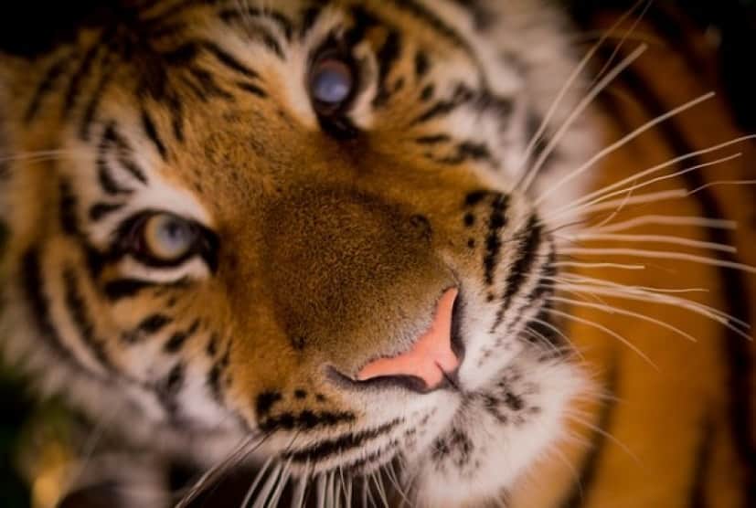 tiger3