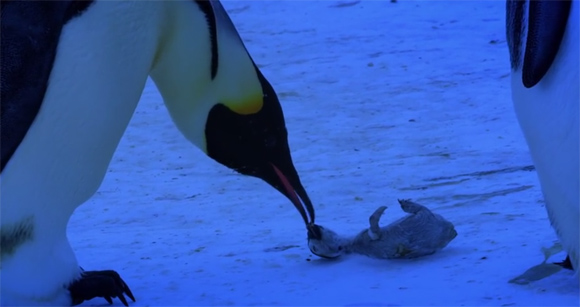 お願い生き返って・・・我が子を失ったペンギンのお母さんの悲しみが 