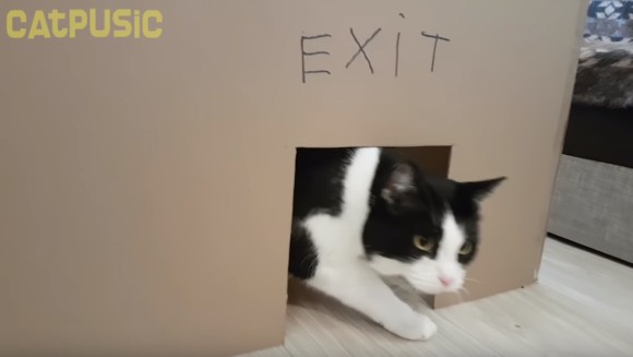 猫の脱出大作戦 ダンボールで作った巨大迷路をクリアすることができるのか カラパイア 猫の脱出大作戦 ダンボールで作った巨大迷路をクリアすることができるのか カラパイア