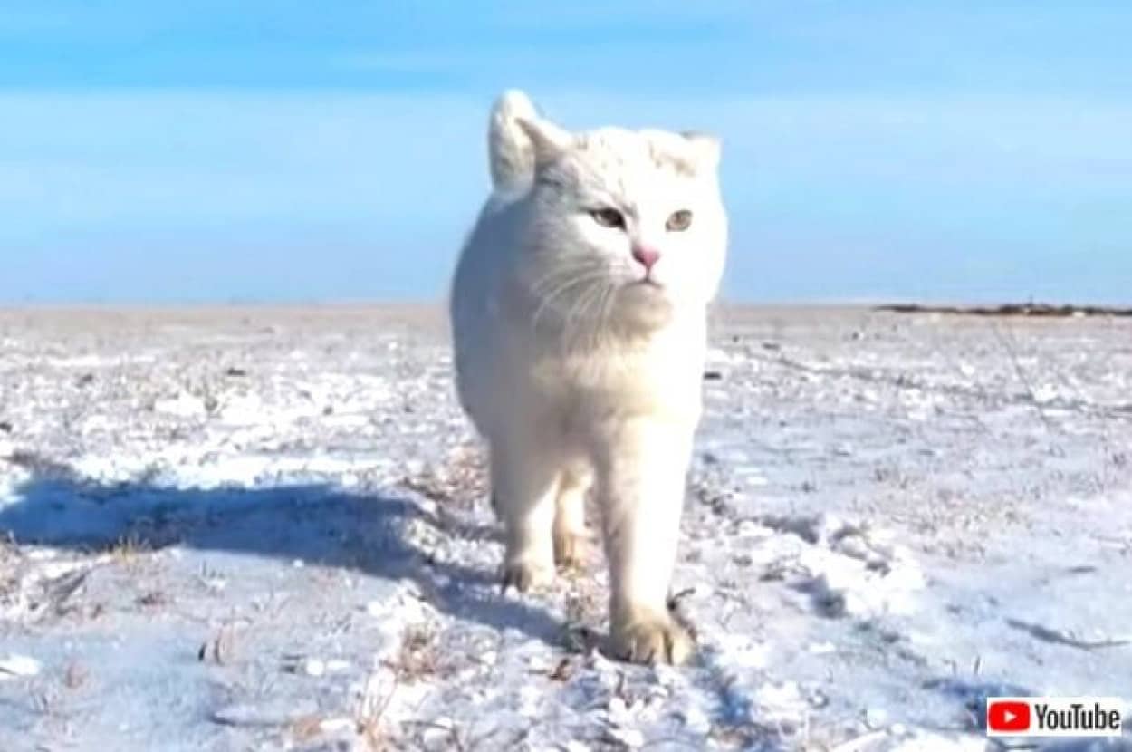 猫「ただ前に進むのみ！」威風堂々と脇目も振らず大草原を歩く猫