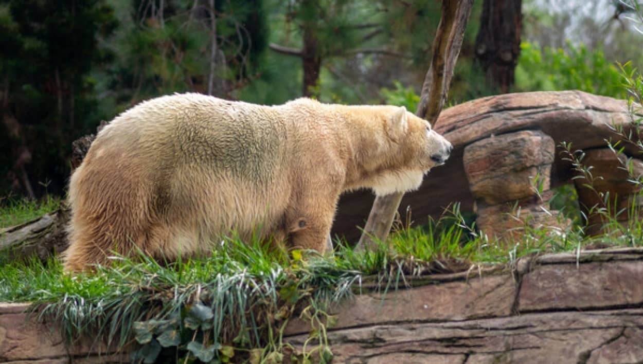 ホッキョクグマとハイイログマの交雑種、今後増えていく可能性