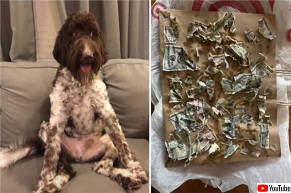 愛犬に4000ドル（58万円）分の紙幣を食べられてしまう珍事が勃発