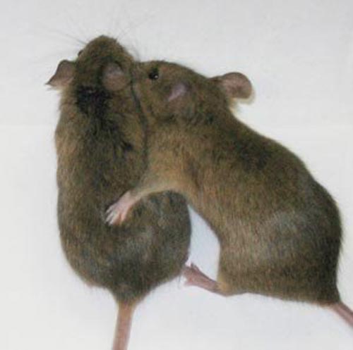 mice-sex