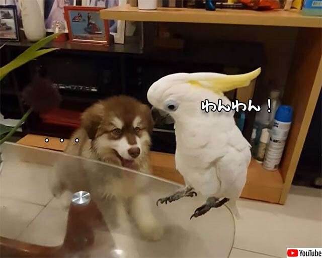 声を奪われた？ワンワン鳴くオウムと鳴かない犬