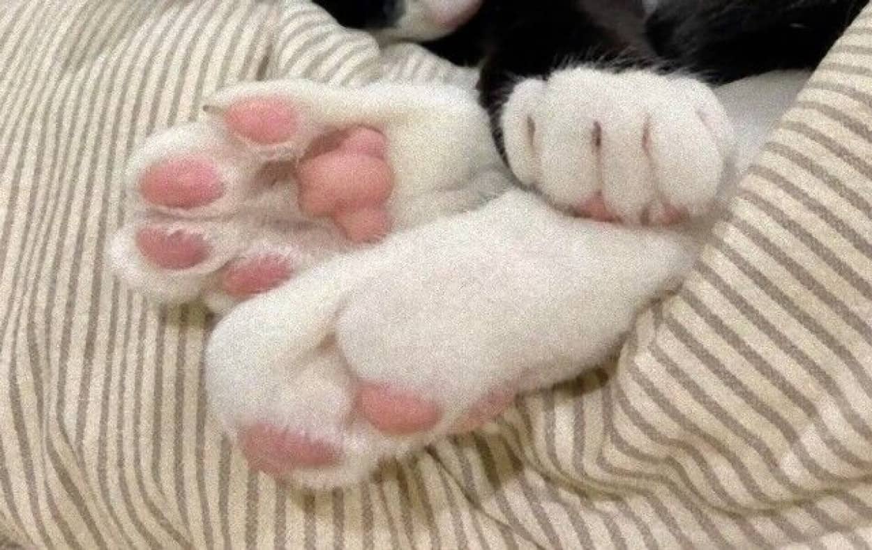 ぷにぷにしたい人は挙手 にゃんこの可愛い肉球を満喫できる写真を集めてみた カラパイア ぷにぷにしたい人は挙手 にゃんこの可愛い肉球を満喫できる写真を集めてみた カラパイア