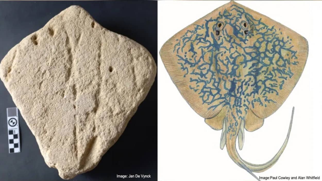 13万年前のアカエイをモチーフにした砂の彫刻を発見