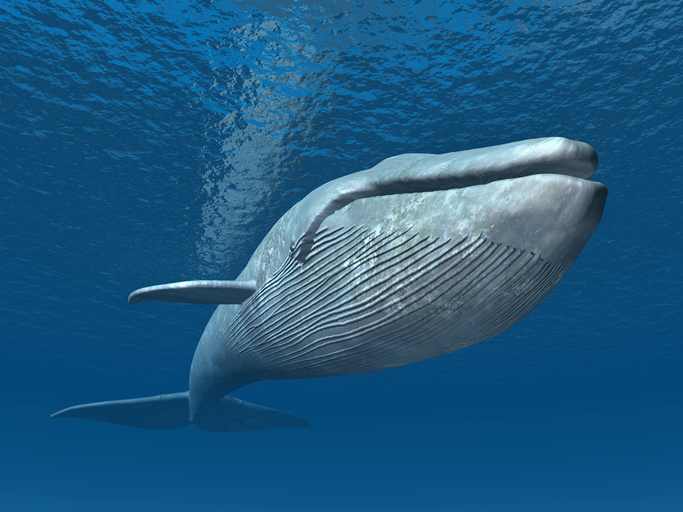 巨大なシロナガスクジラのお尻の穴のサイズはどれくらい？