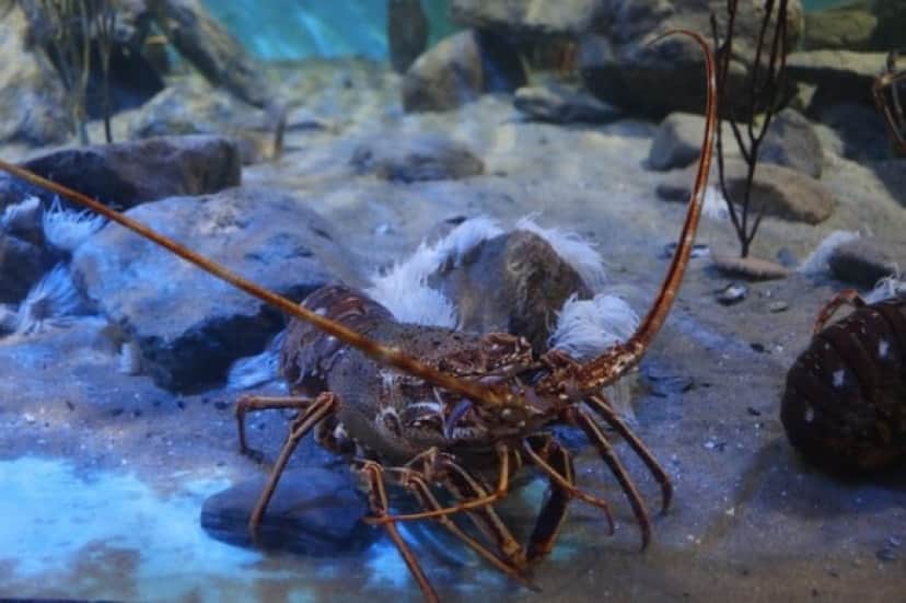 lobster-483279_640_e