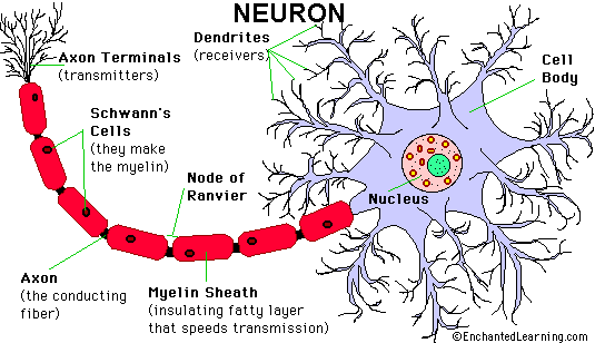 Neuron