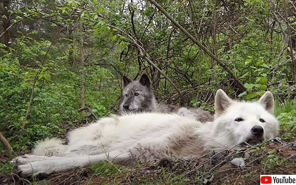 どんなに眠くても仲間の遠吠えにはきちんとこたえる狼たち