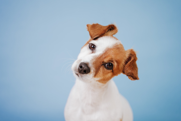 犬が首をかしげる理由は賢さと関連している可能性。集中力や注意力を研ぎ澄ませている