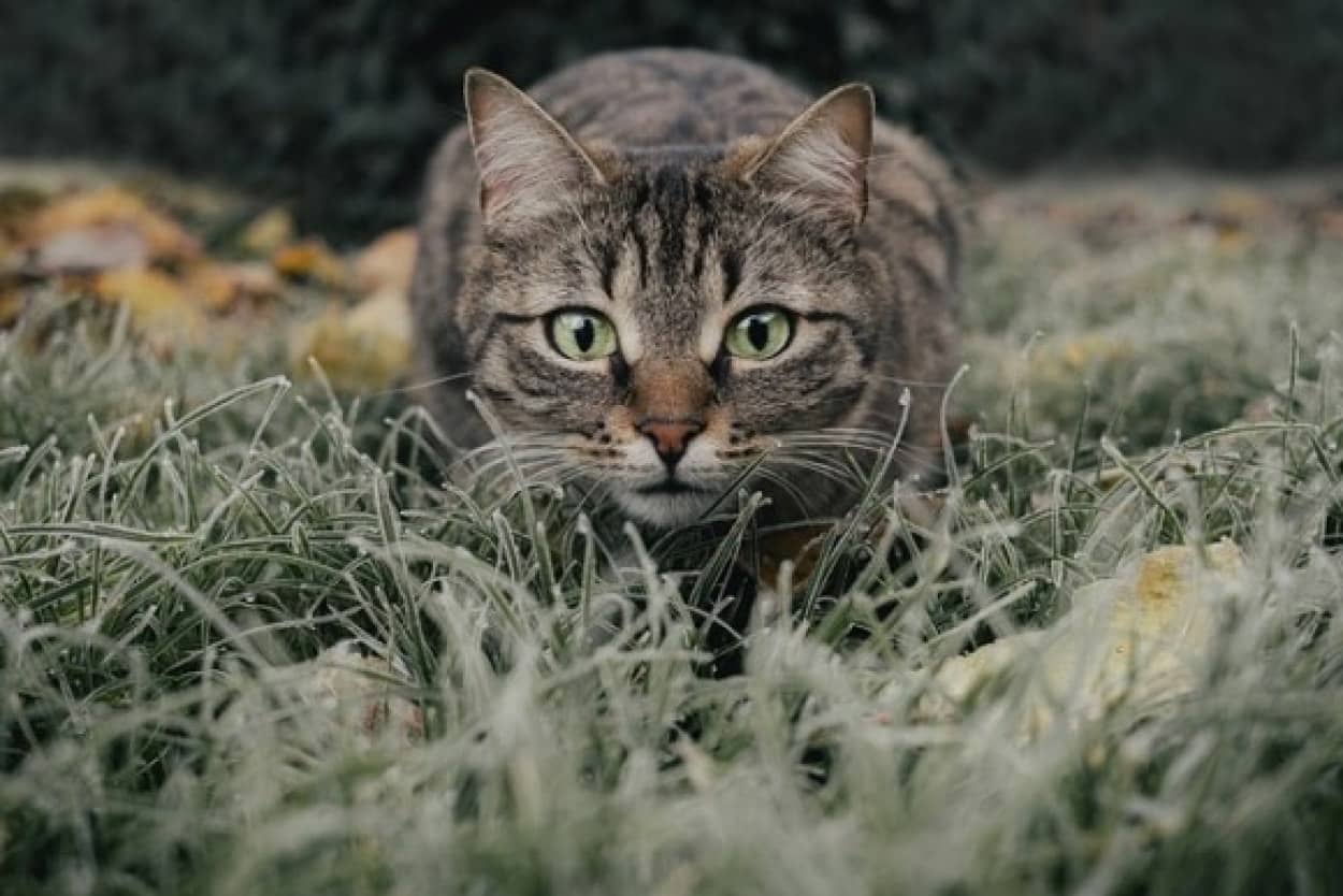 隣人に猫を奪われそうになる