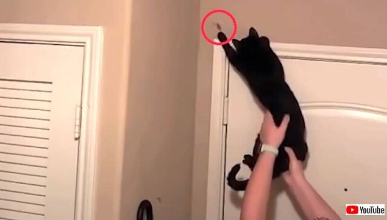 猫の手も借りたい夜だから キュートで可愛い猫たちの所業を詰め合わせてみた カラパイア