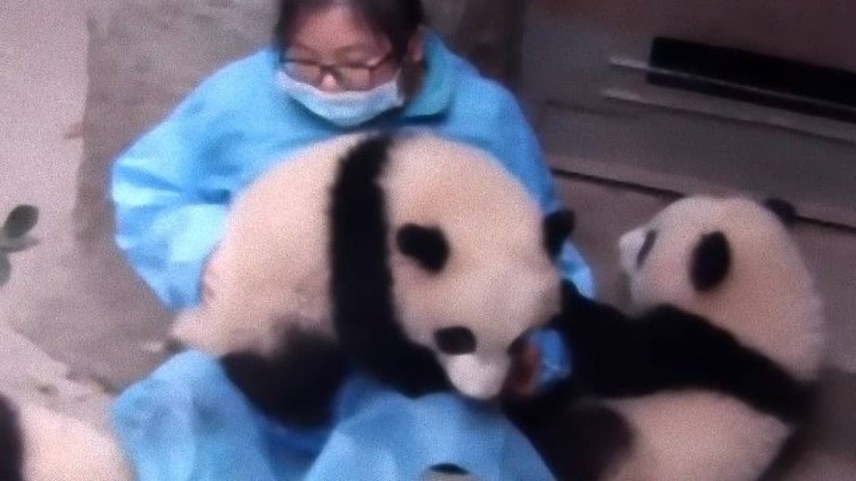 今日もここは子パンダ天国 相変わらずパンダまみれの飼育員メイさん カラパイア